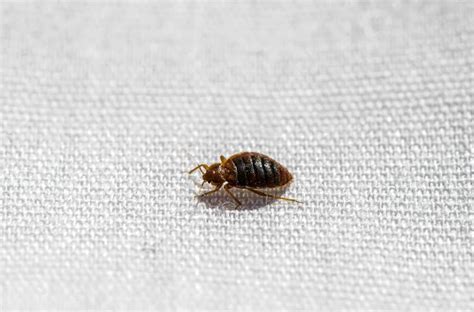 Tiny bugs in bed not bed bugs - Bed bugs can live in hotels, apartments, furniture, cruise ships, buses, trains, and more. ... the bugs can develop fully in as little as a month and produce three or more generations per year ... 